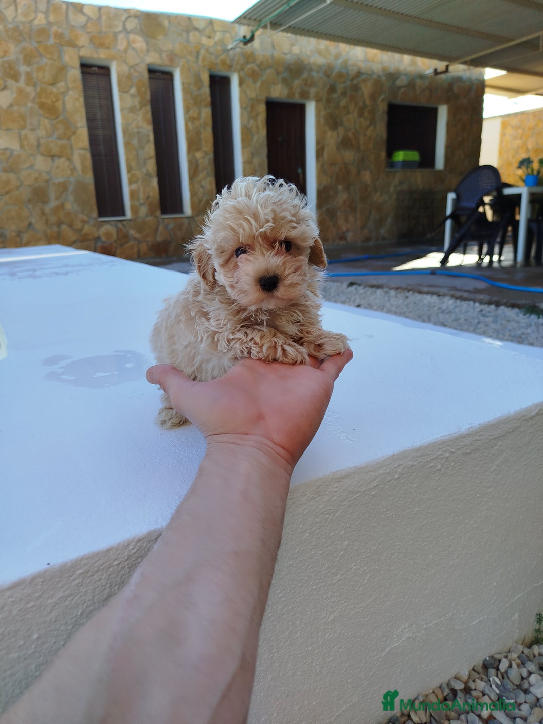 Maltipoo perros en venta: Maltipoo toy  - Imagen 5