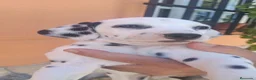 Dálmata perros en venta: Dalmata disponible  - Anuncio 4