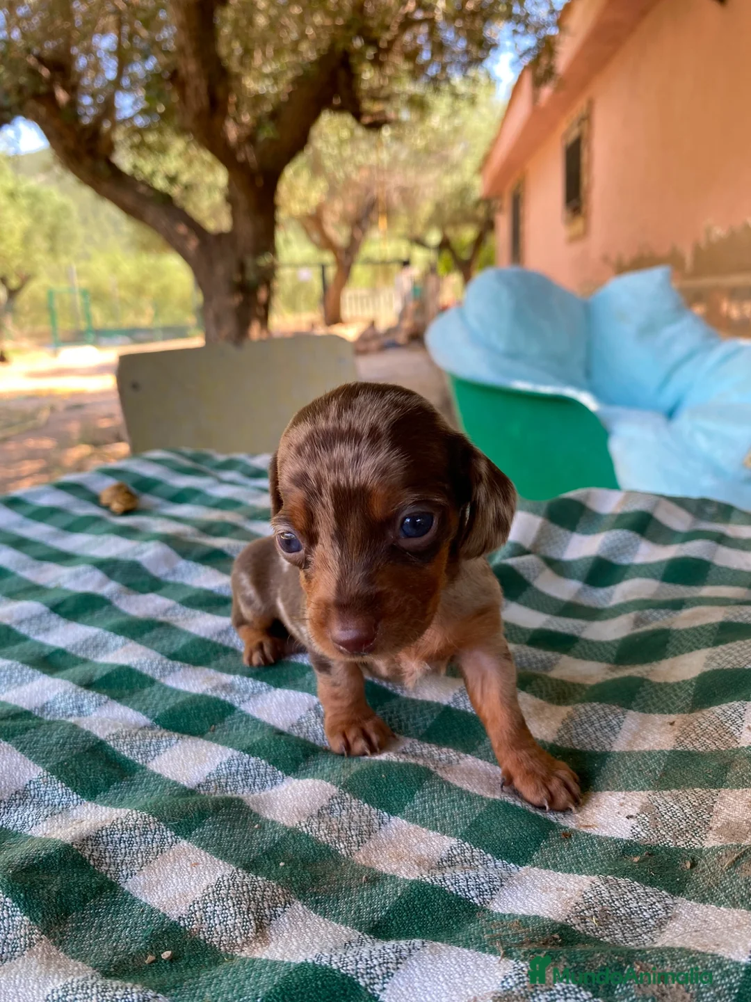 Teckel Miniatura perros en venta: Exclusiva de Teckel arlequín Mini 🌭🐾 - Anuncio 2