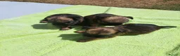 Grifón de Bruselas perros en venta: Griffon de bruselas - Anuncio 3