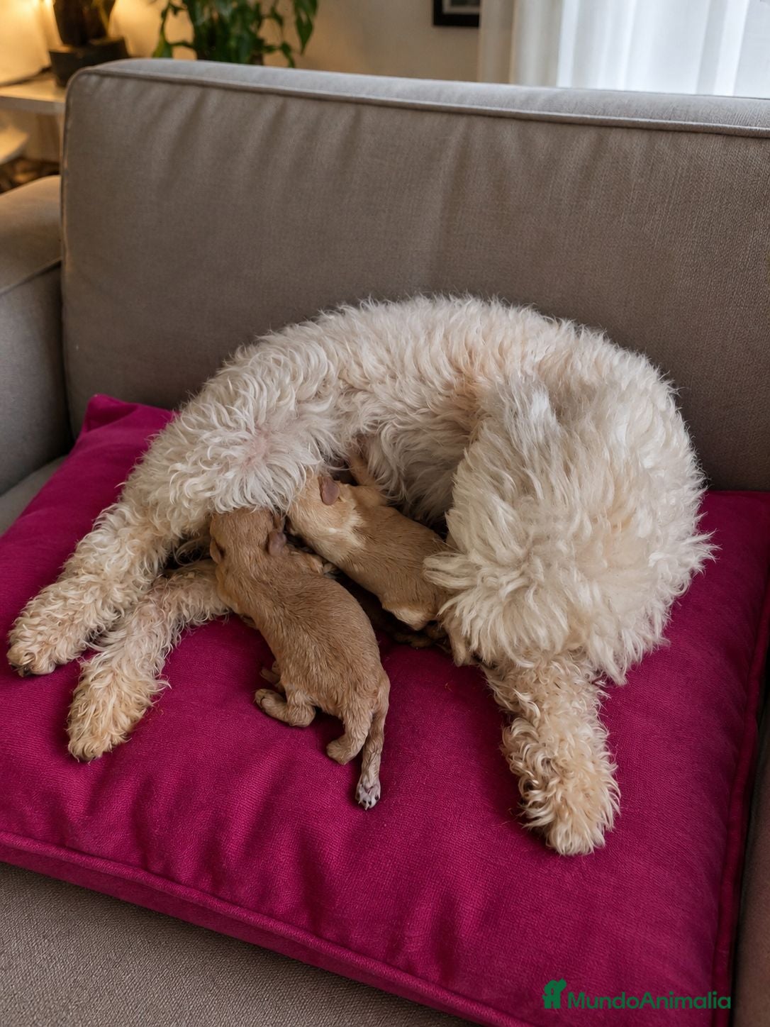 Maltipoo perros MALTIPOO F2 - Anuncio 1