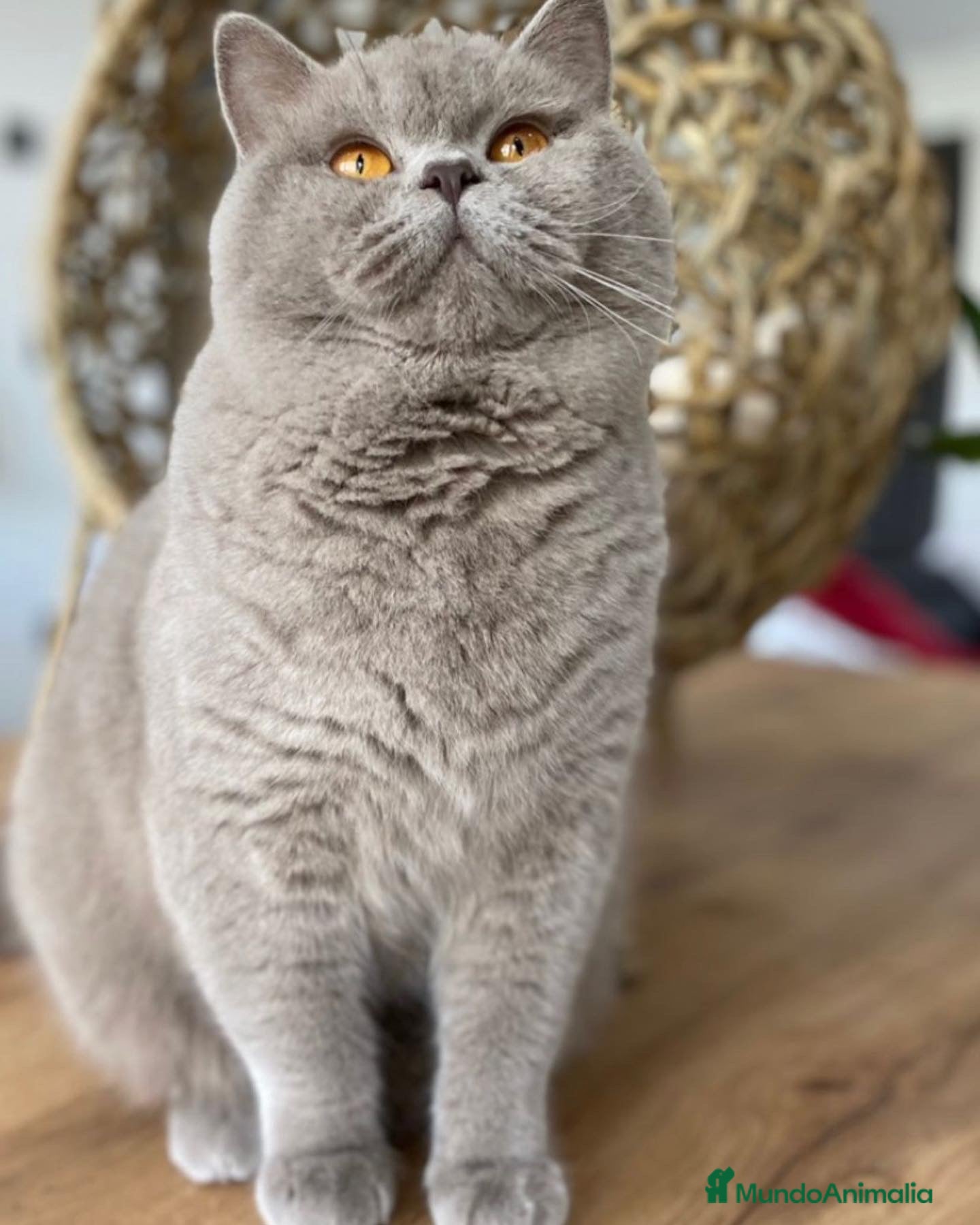 Británico de Pelo Corto gatos British shorthair adulto - Anuncio 1