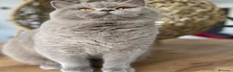 Británico de Pelo Corto gatos en venta: British shorthair adulto - Anuncio 1