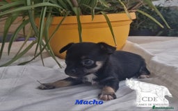 Chihuahua perros en venta: Chihuahuas toy negro/tricolor - Imagen 1