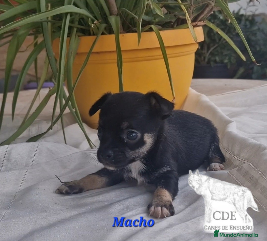 Chihuahua perros en venta: Chihuahuas toy negro/tricolor - Imagen 1