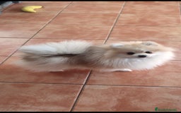 Pomerania perros en venta: Pomerania toy - Imagen 9