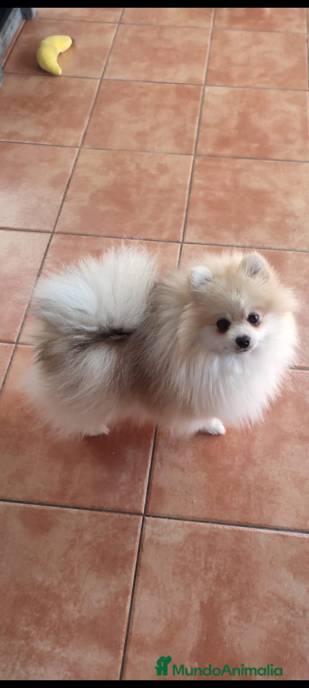 Pomerania perros en venta: Pomerania toy - Imagen 9