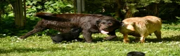 Labrador Retriever perros en venta: Cachorros de Labrador Retriever Negros - Anuncio 29