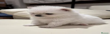 Pomerania Cachorro 1