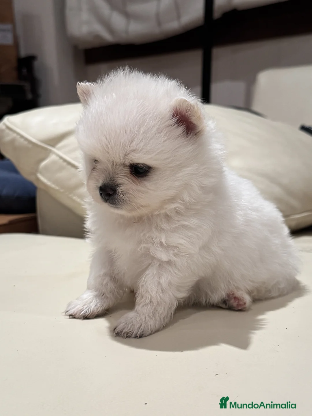 Pomerania perros en venta: POMERANIA TOY - Anuncio 1
