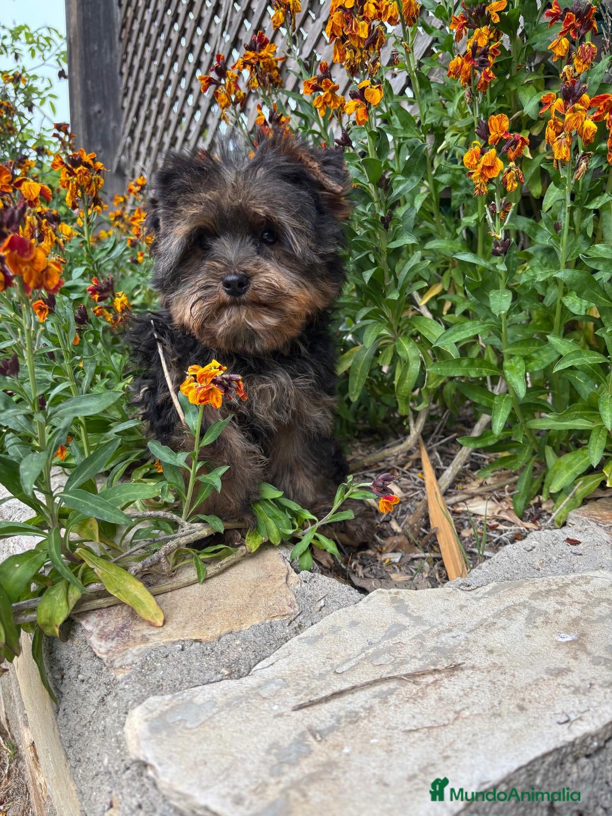 Yorkshire Terrier perros Yorkshire listo para entregar!!! - Anuncio 1
