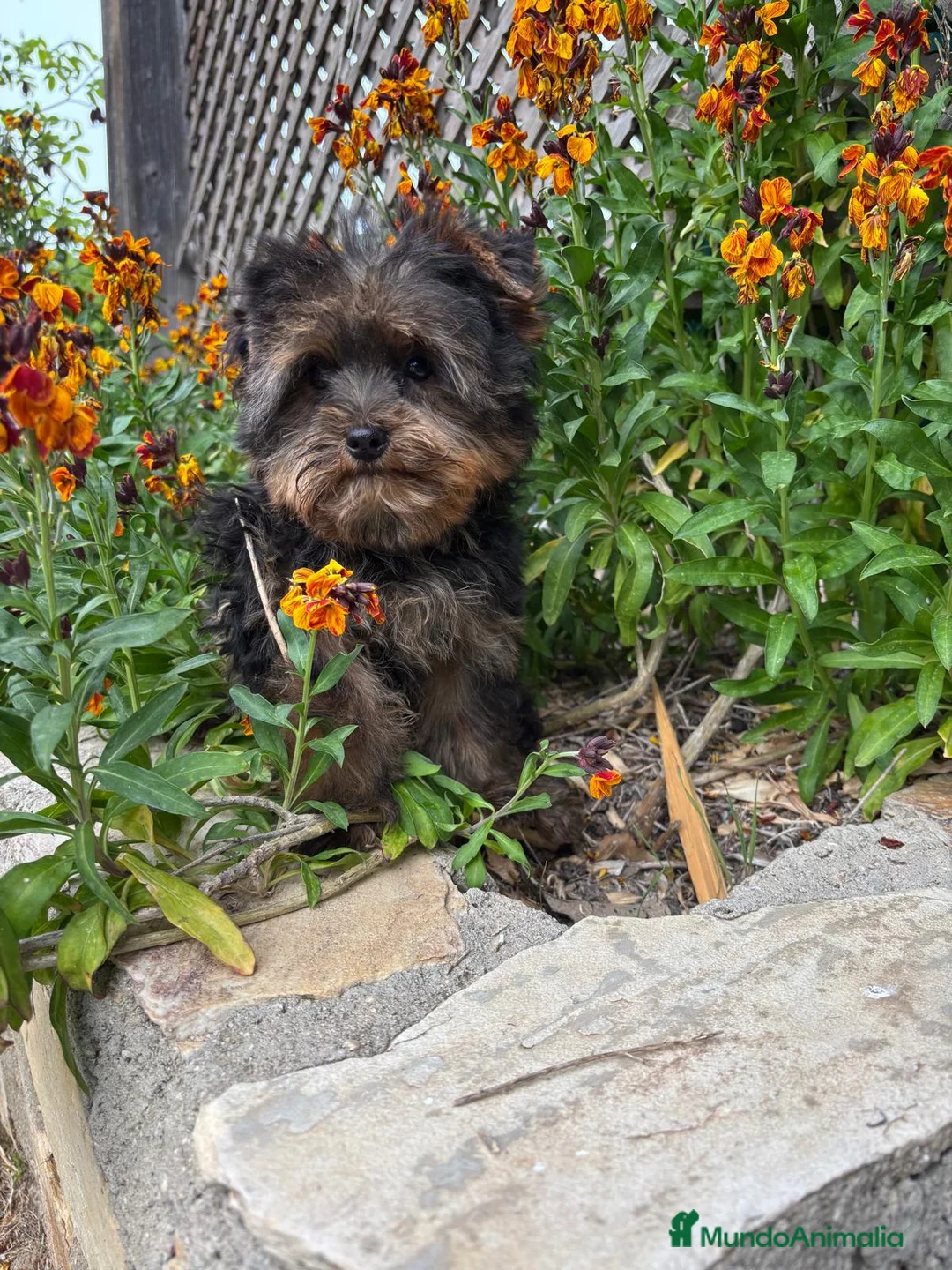 Yorkshire Terrier perros en venta: Yorkshire listo para entregar!!! - Anuncio 1