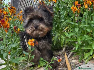 Yorkshire Terrier perros Yorkshire listo para entregar!!! - Anuncio 1