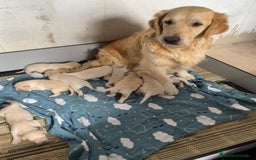 Golden Retriever perros en venta: Golden retriebes bebes  - Imagen 2
