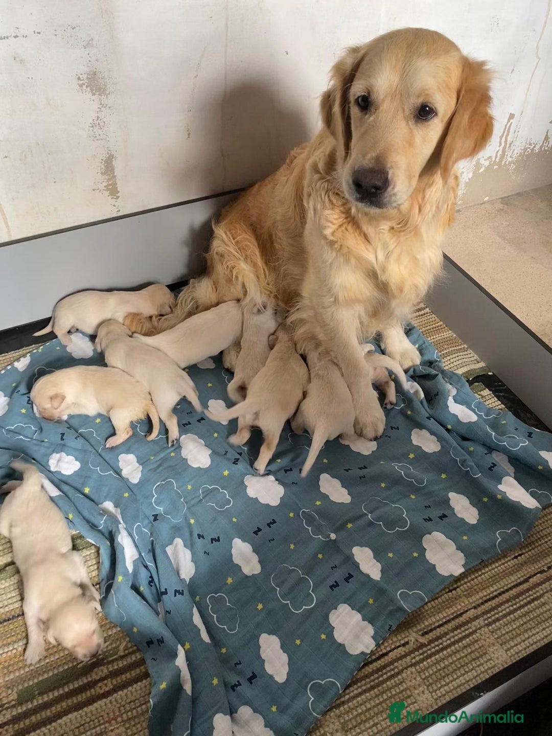 Golden Retriever perros en venta: Golden retriebes bebes  - Imagen 2