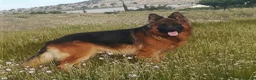 Pastor Alemán perros en venta: Cachorros Pastor Alemán - Anuncio 2