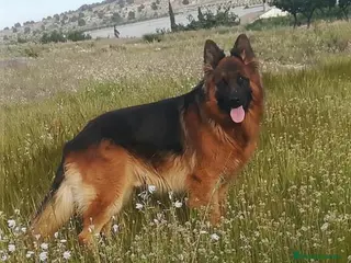 Pastor Alemán perros Cachorros Pastor Alemán - Anuncio 2