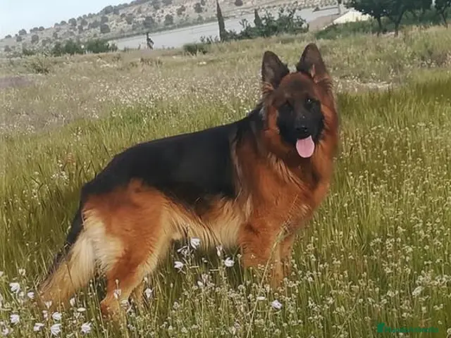 Pastor Alemán perros Cachorros Pastor Alemán - Anuncio 2