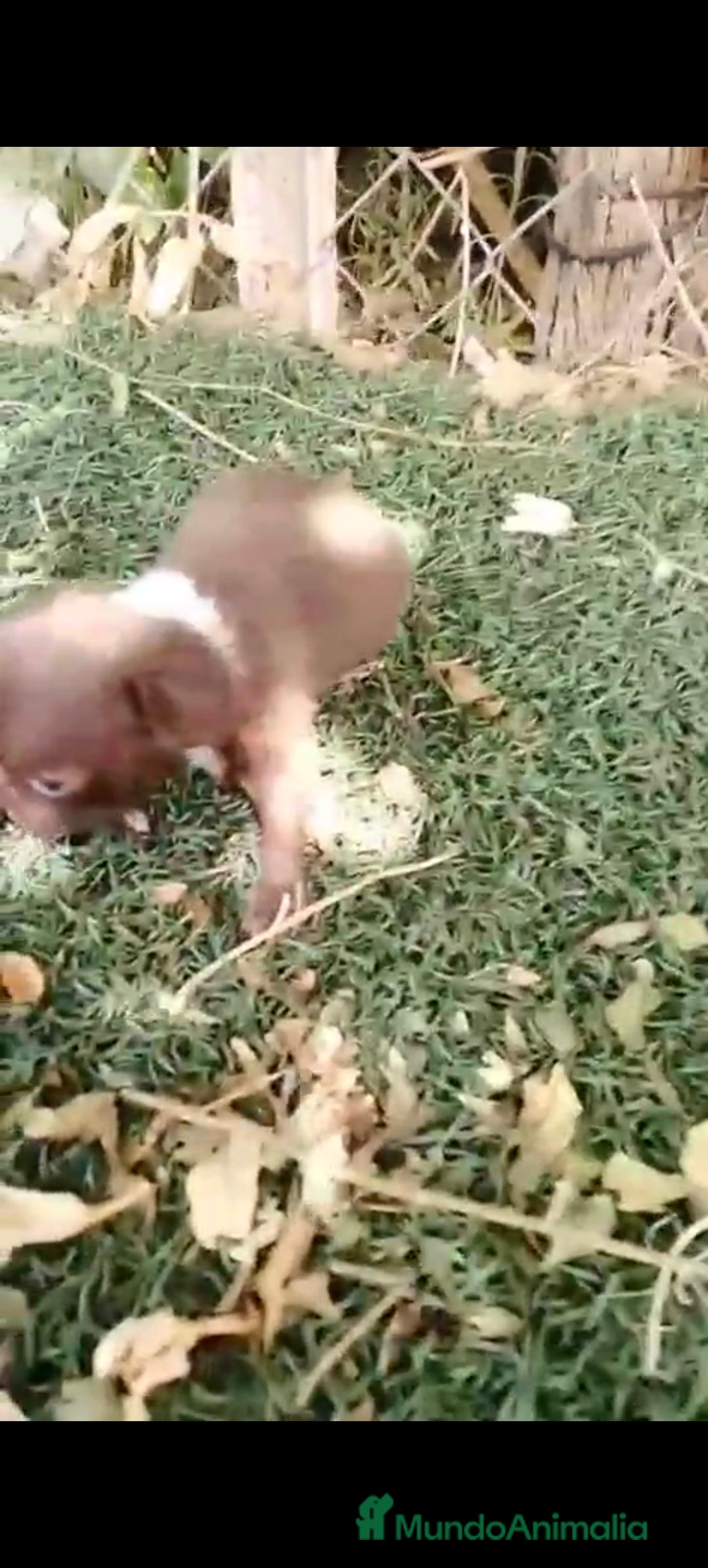 Chihuahua perros en venta: Hembra de chihuahua toys  - Imagen 2