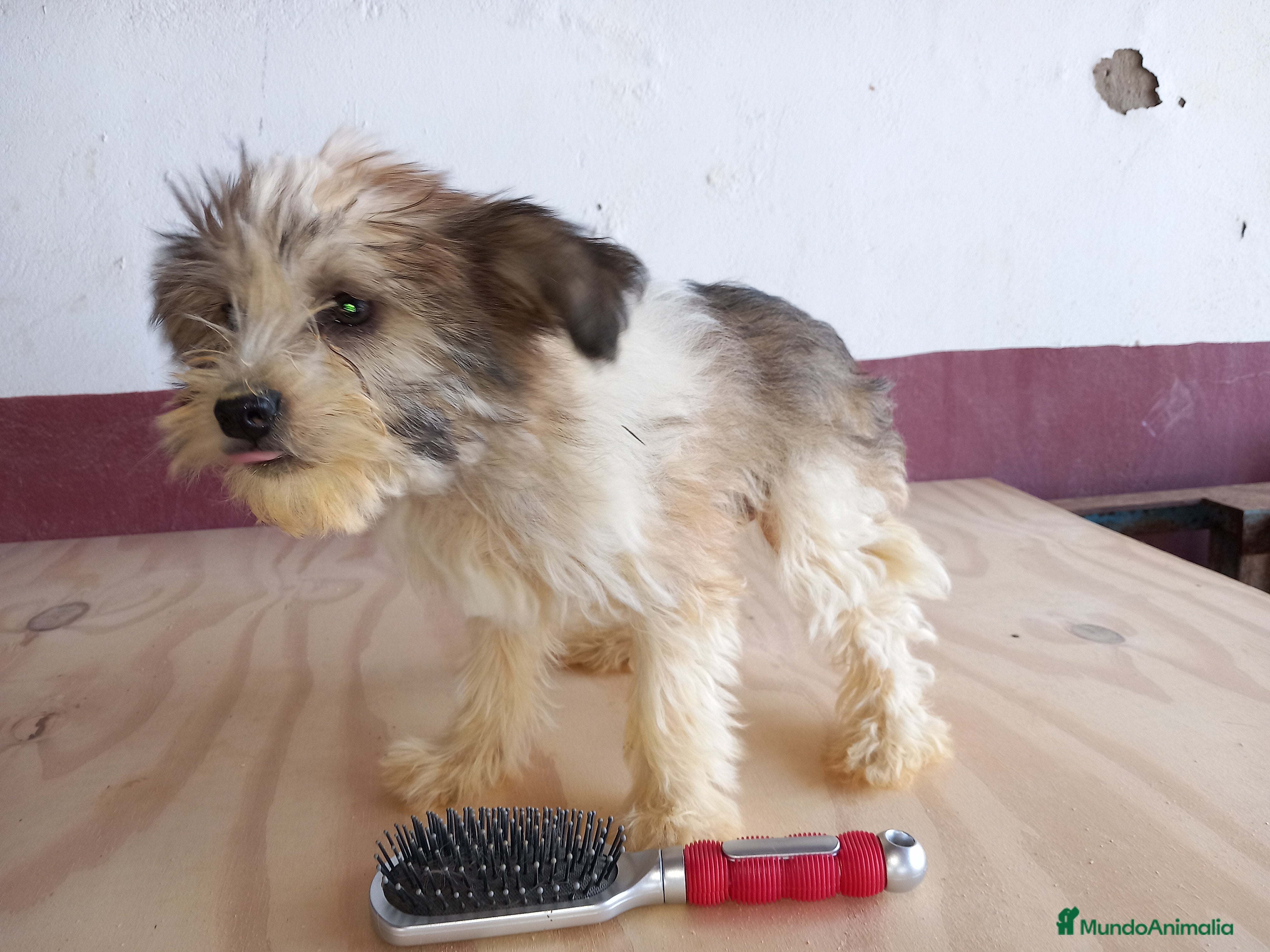 Otras razas perros Crestados Chinos en Sevilla - Anuncio 2