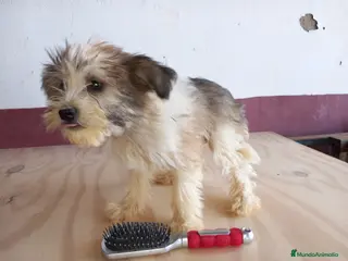 Otras razas perros Crestados Chinos - Anuncio 1