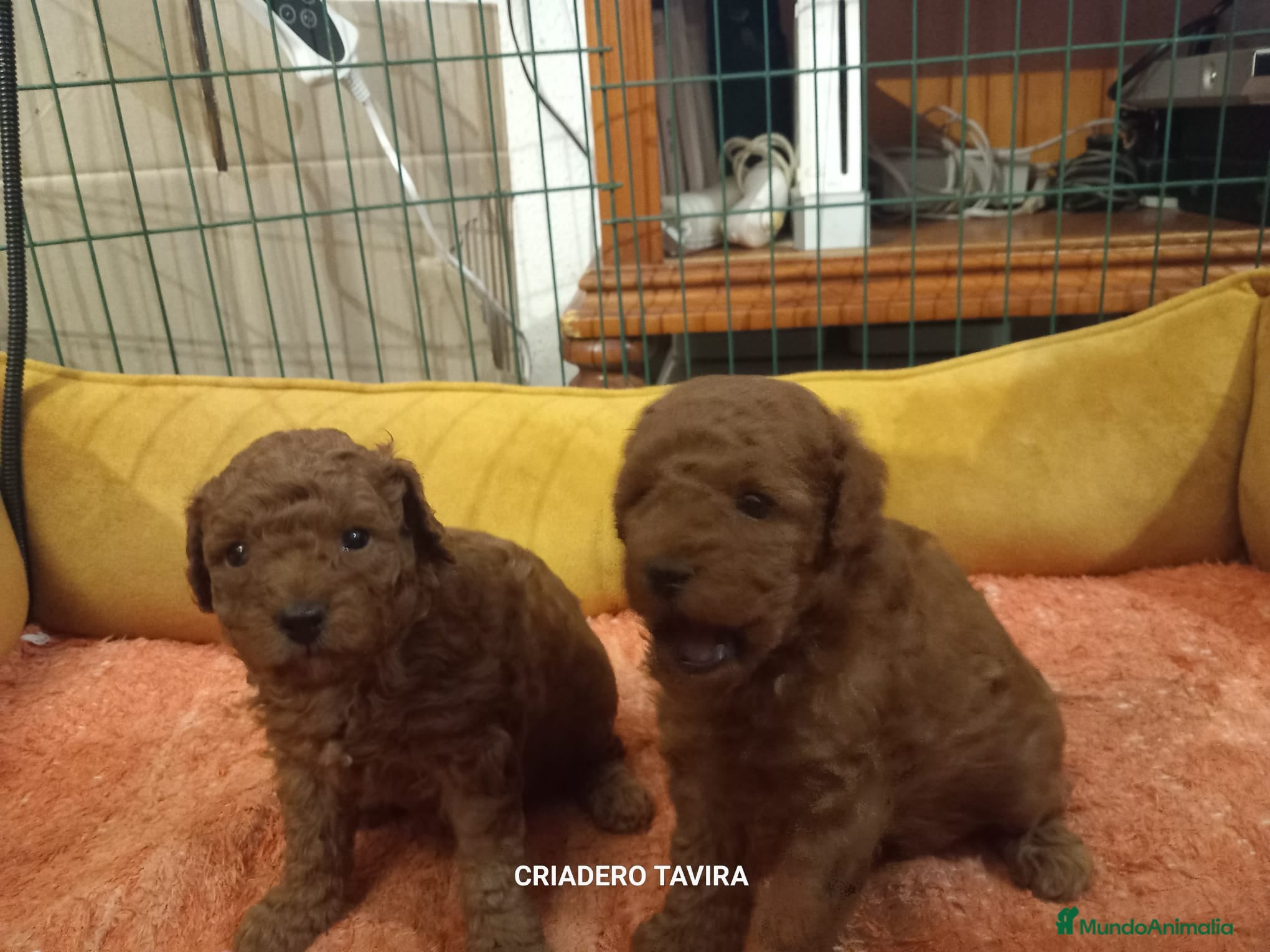 Caniche Toy perros Caniche poodle toy rojo cachorro en Madrid - Anuncio 11
