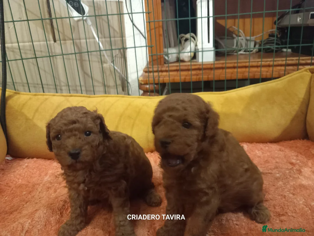 Caniche Toy perros en venta: Caniche poodle toy rojo cachorro - Anuncio 1