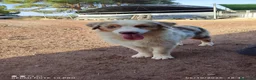 Pastor Australiano perros en venta: PASTOR AUSTRALIANO  - Anuncio 4