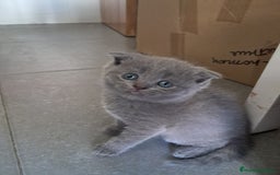 Británico de Pelo Corto gatos en venta: BRITISH PURA RAZA  - Imagen 11