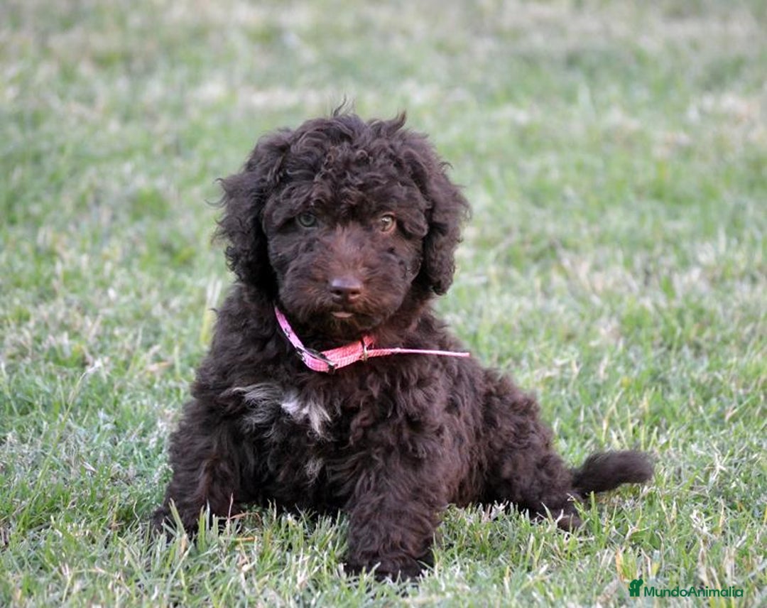 Perro de Agua Español perros en venta: Cachorra perro de agua  - Imagen 1