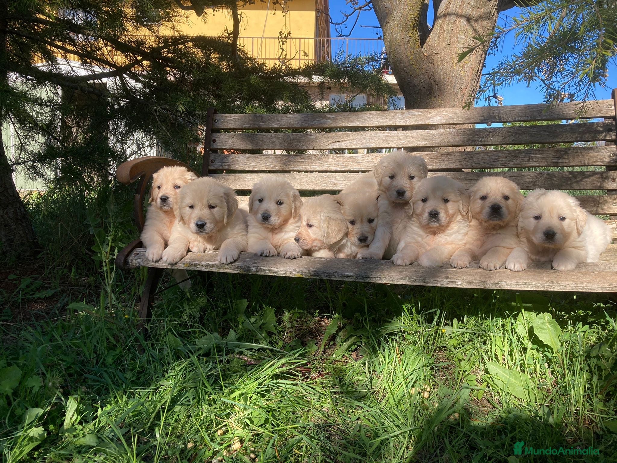 Golden Retriever perros Reservas abiertas en Albacete - Anuncio 1