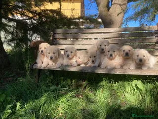 Golden Retriever perros Reservas abiertas en Albacete - Anuncio 1