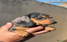 Teckel Miniatura perros en venta: Teckel miniatura Arlequín  - Imagen 2