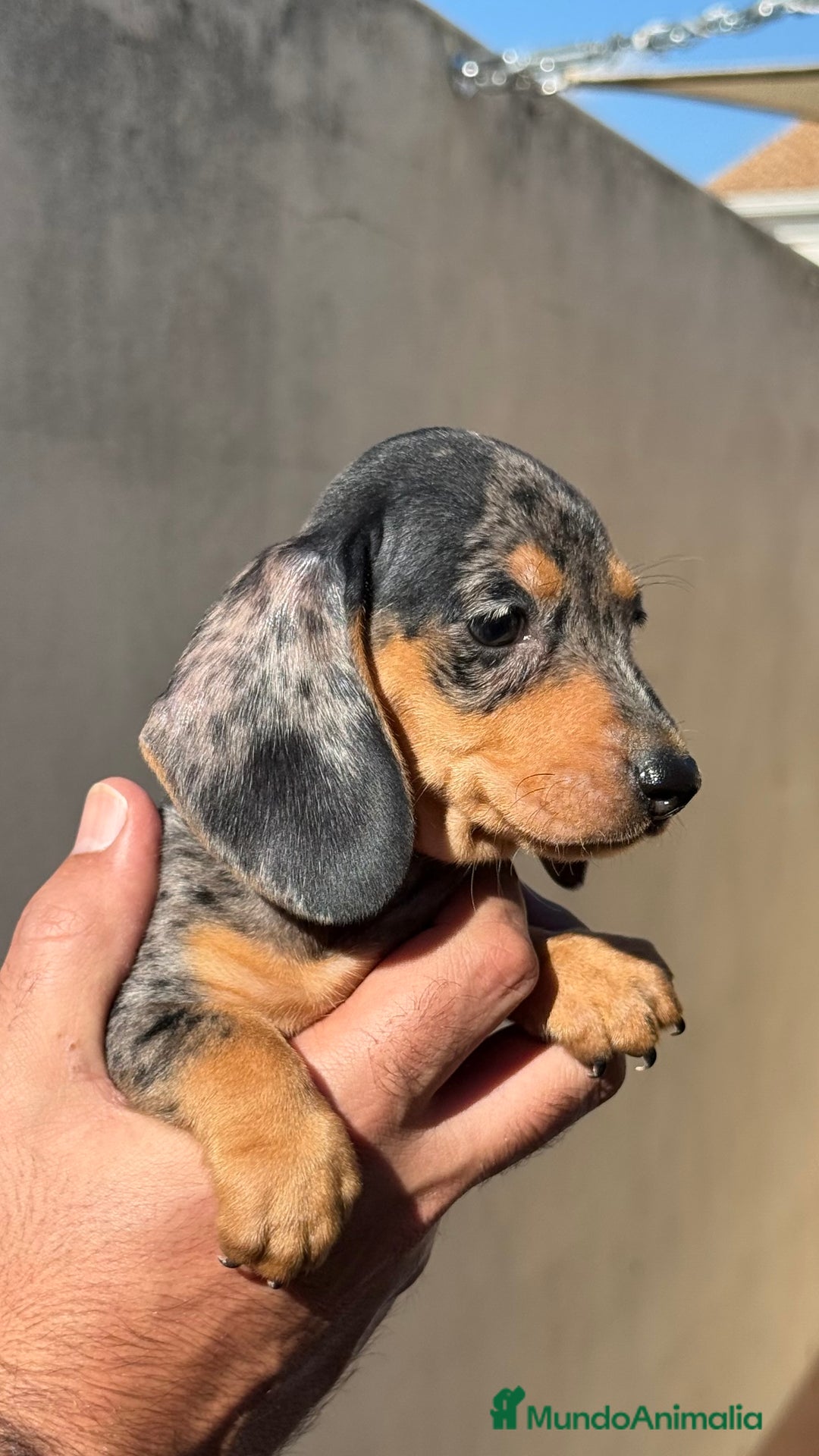 Teckel Miniatura perros en venta: Teckel miniatura Arlequín  - Imagen 2