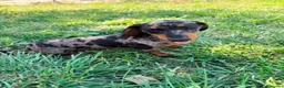 Teckel Miniatura perros en venta: Teckel miniatura  - Anuncio 6