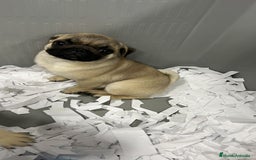 Carlino - Pug perros en venta: Preciosos Carlino Pug - Imagen 1
