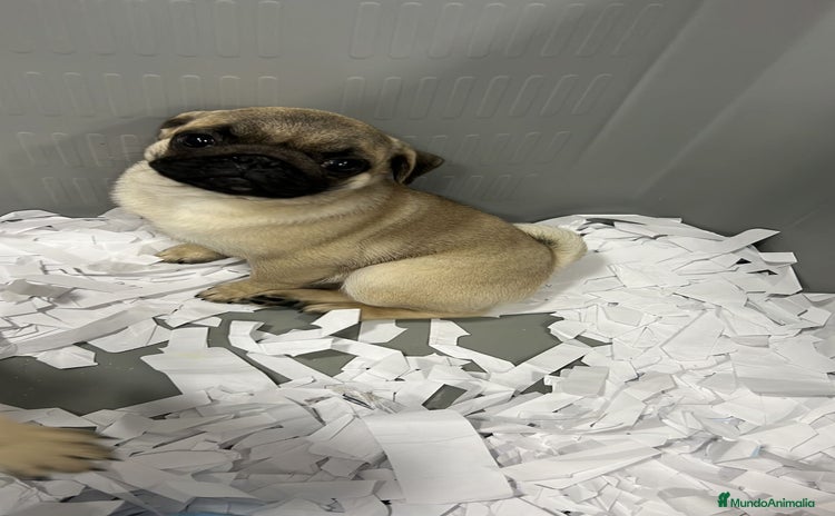 Carlino - Pug perros - Anuncio 6