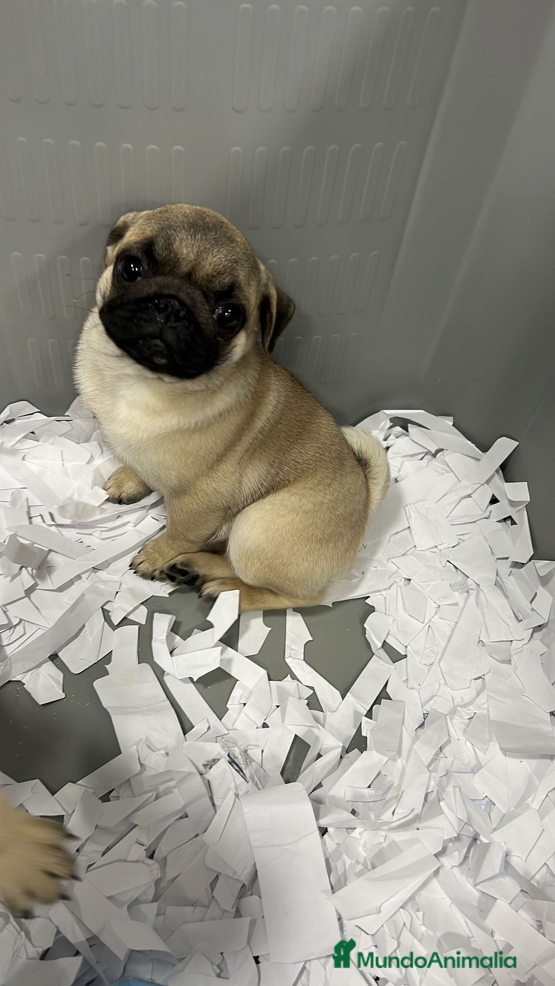 Carlino - Pug perros en venta: Preciosos Carlino Pug - Imagen 1