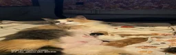 Bosque de Noruega gatos en venta: Bosque de Noruega - Anuncio 1