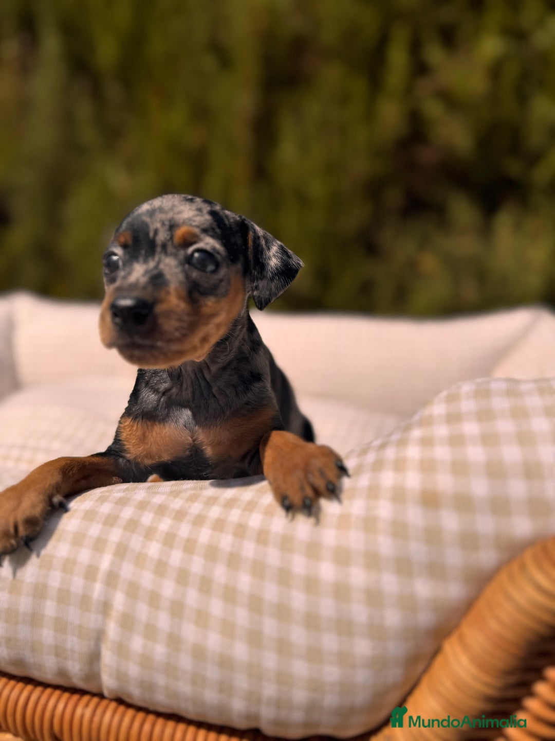 Pinscher Miniatura perros en venta: PINSCHER MINI EXÓTICO  - Imagen 5
