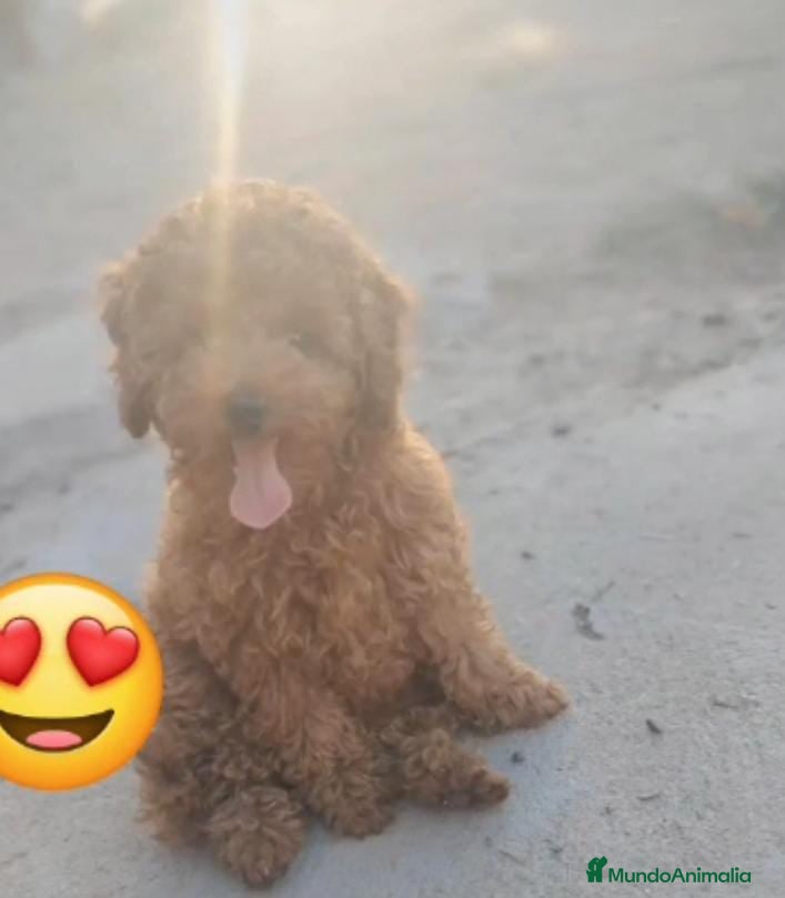 Caniche Enano perros Caniche enano apricor en Badajoz - Anuncio 4