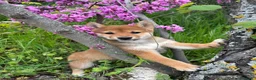 Shiba Inu perros en venta: Shiba Inu hembra disponible  - Anuncio 4