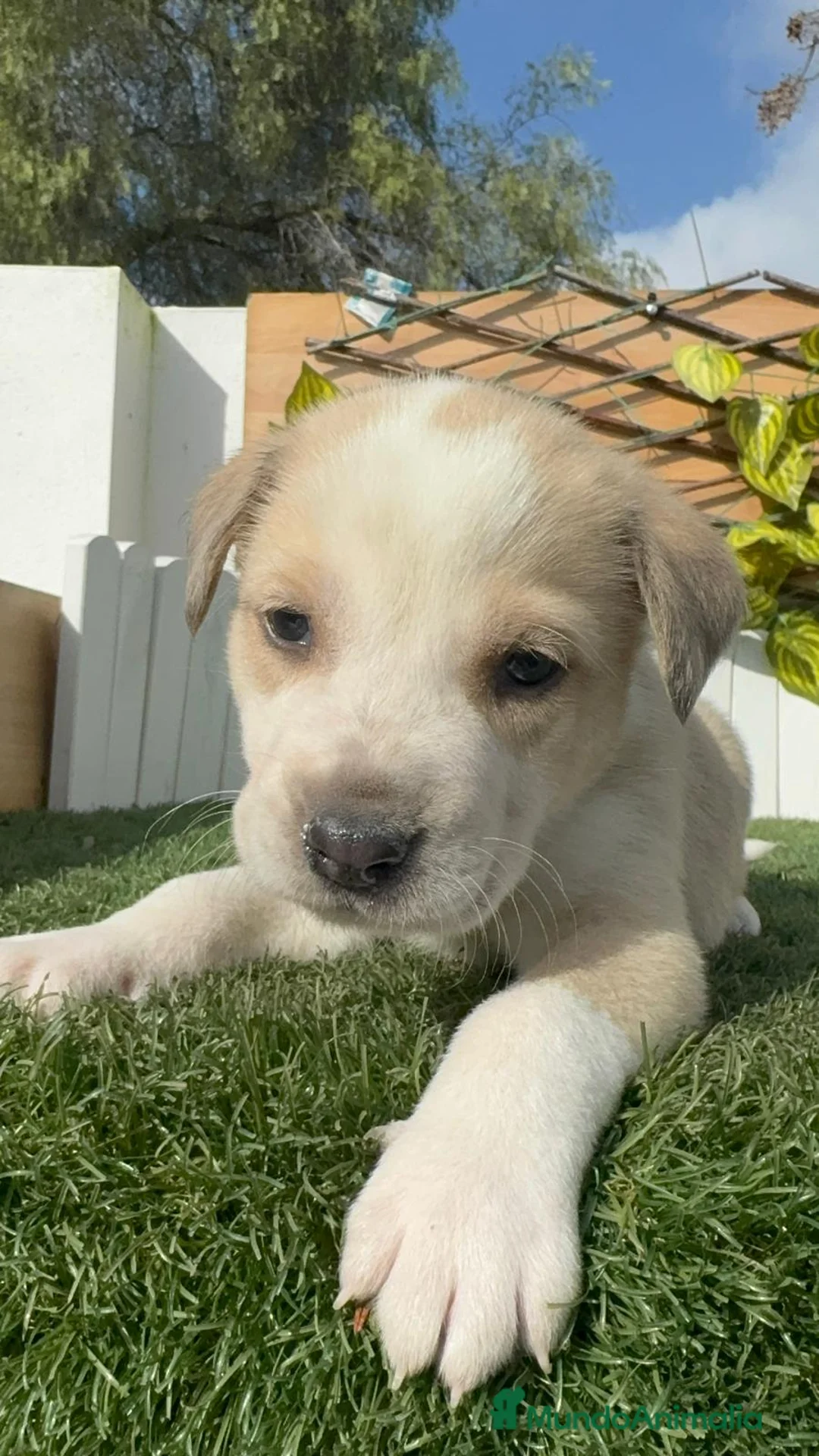 Mastín Español perros en venta: MASTIN ESPAÑOL - Anuncio 11