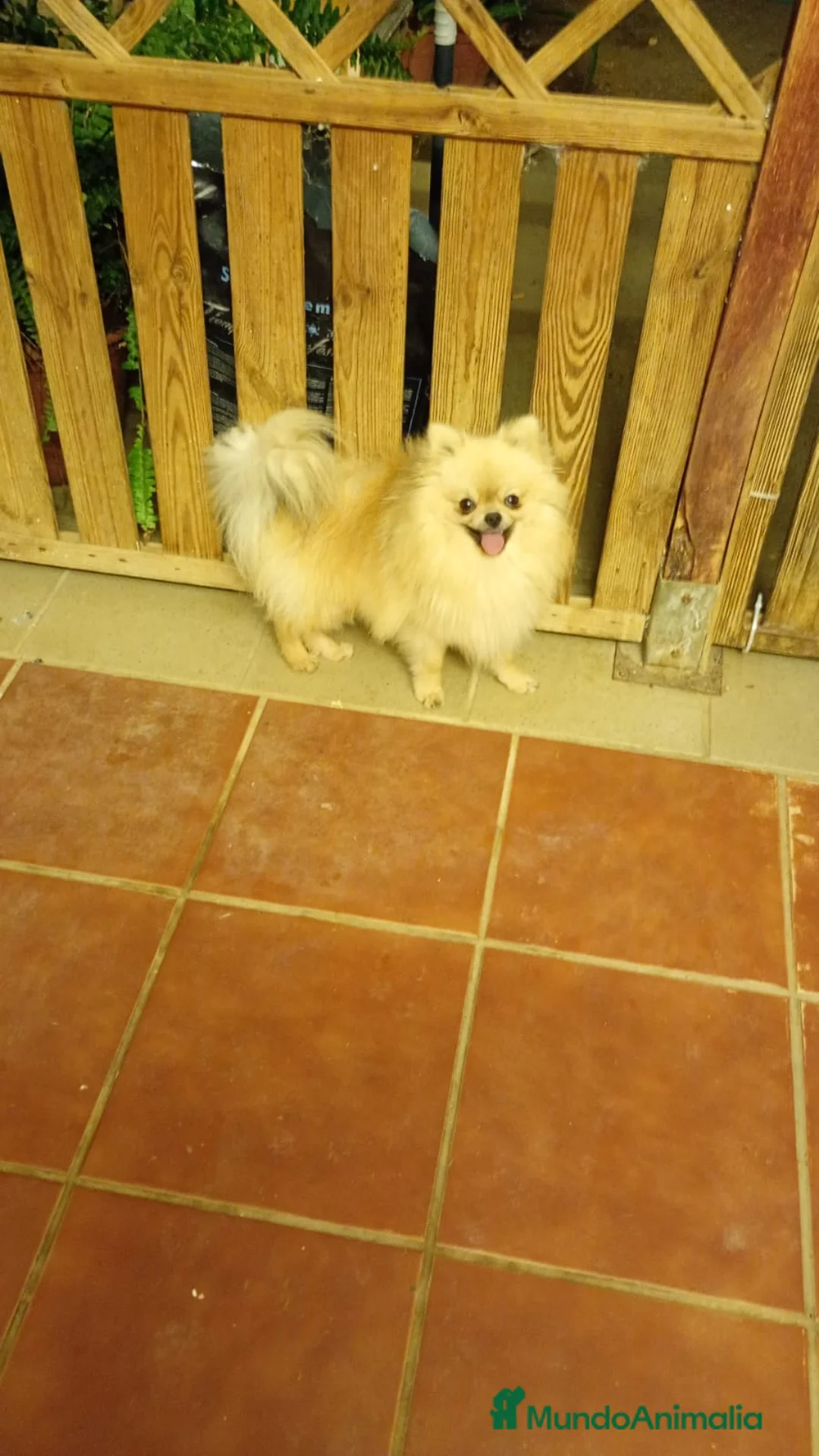 Pomerania perros en venta: Disponible Pomerania Macho y hembra - Anuncio 7