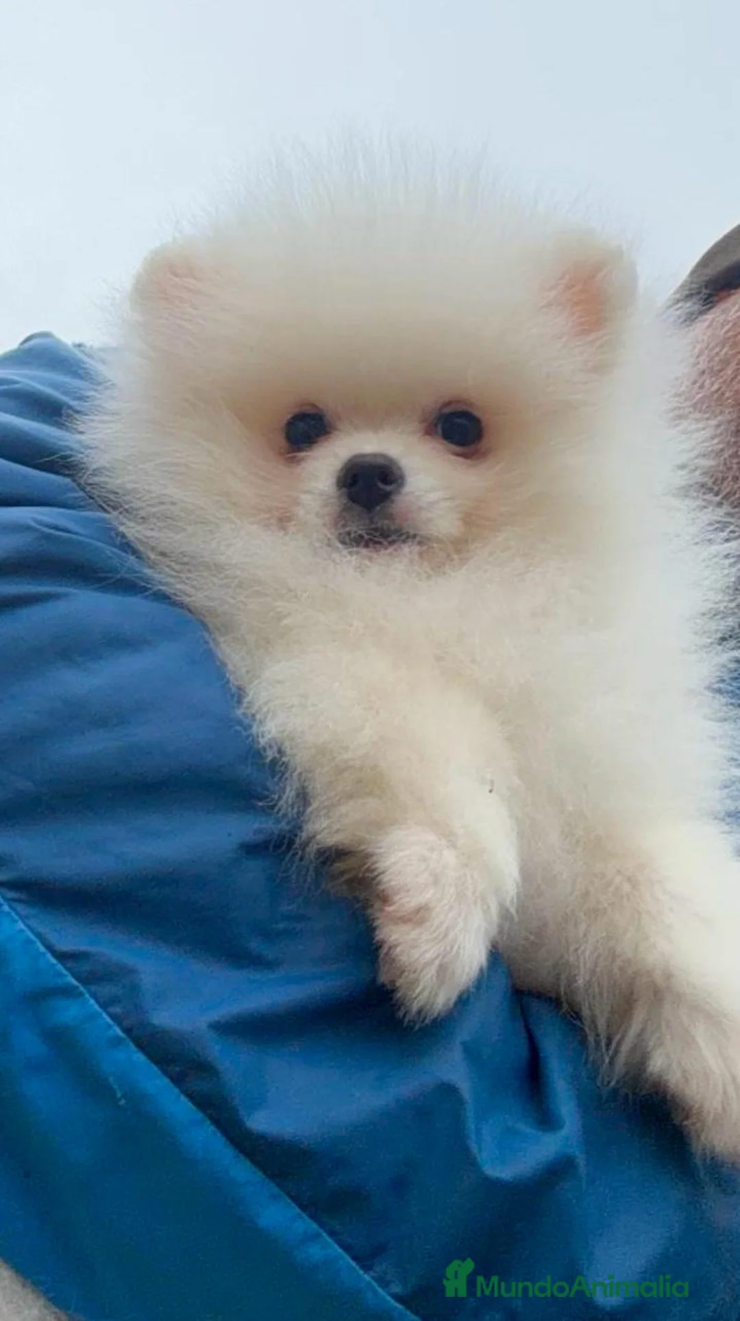 Pomerania perros en venta: Pomerania lulu de Pomerania Macho - Anuncio 2