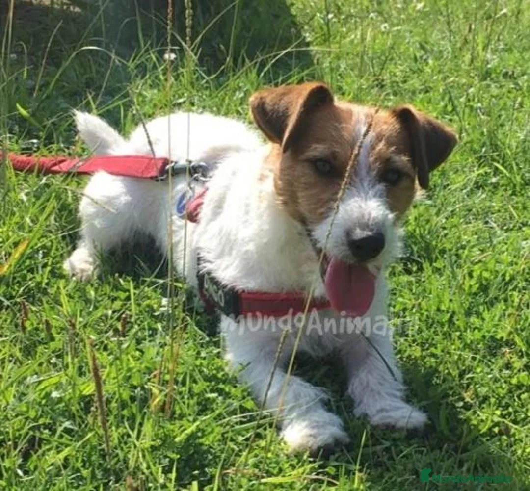 Imagen de galería {{count}}