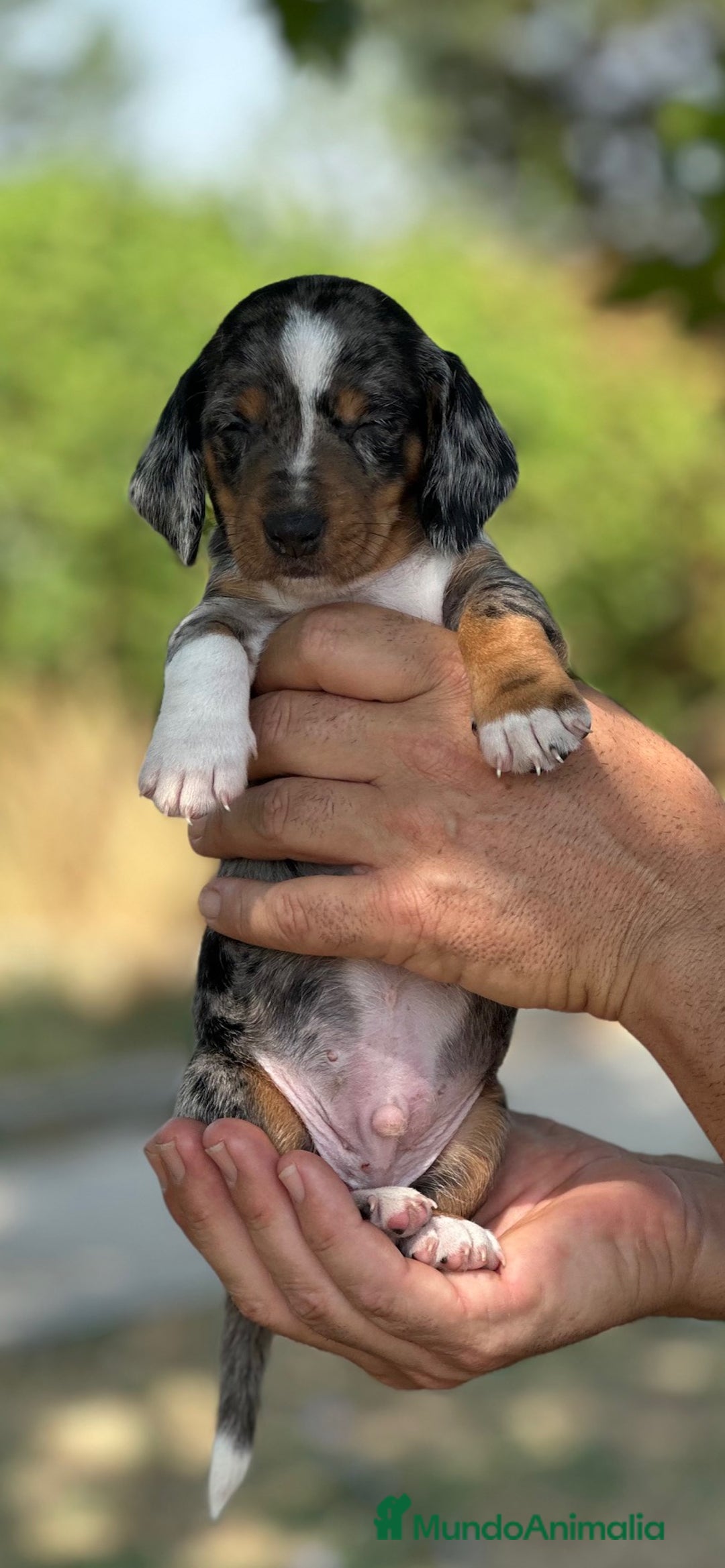 Teckel perros en venta: teckel cachorro - Imagen 3
