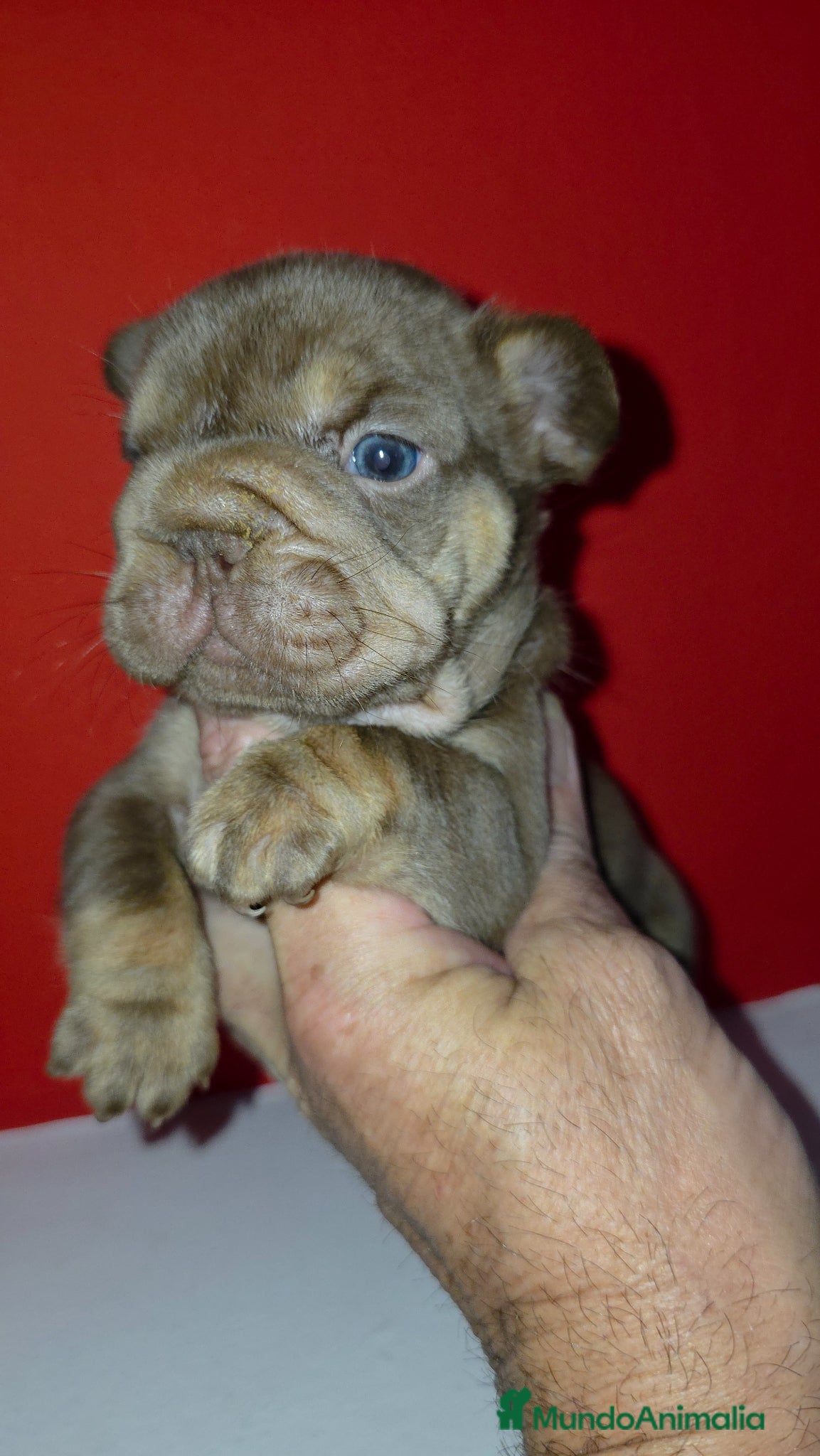 Bulldog Francés perros Bulldog francés  - Anuncio 1