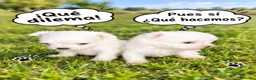 Bichón Maltés perros en venta: BICHÓN MALTES MACHITOS - Anuncio 2