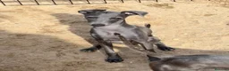 Pequeño Lebrel Italiano perros en venta: CACHORROS DE PICCOLO LEBREL ITALIANO  - Anuncio 5